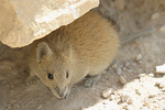 Golden Spiny Mouse   Acomys russatus